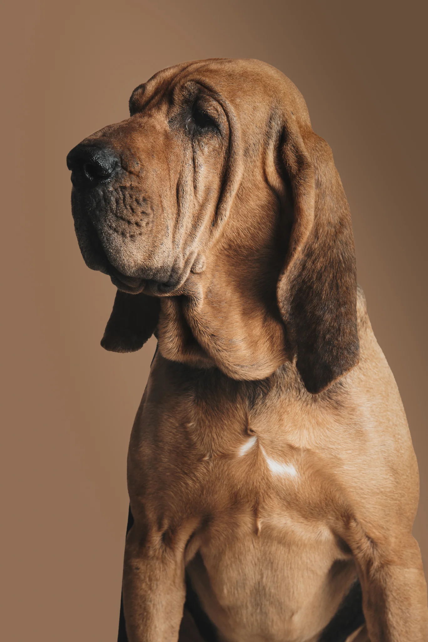 DOGS / STUDIO - more animals-klausdyba-9 - PETS Photography by Klaus Dyba